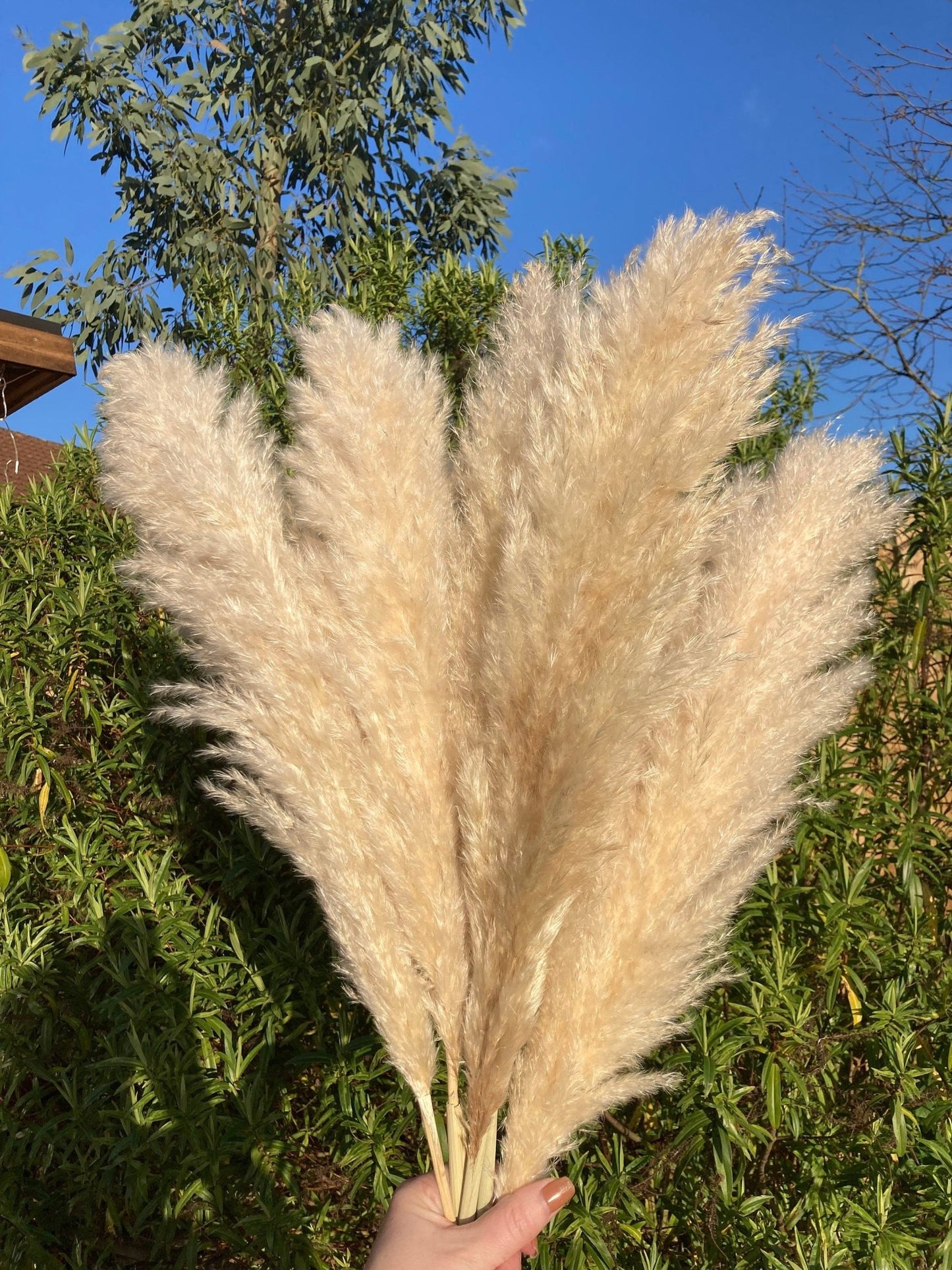 70cm fluffy Pampas Grass Stems - Natural Beige - Norfolk Pampas