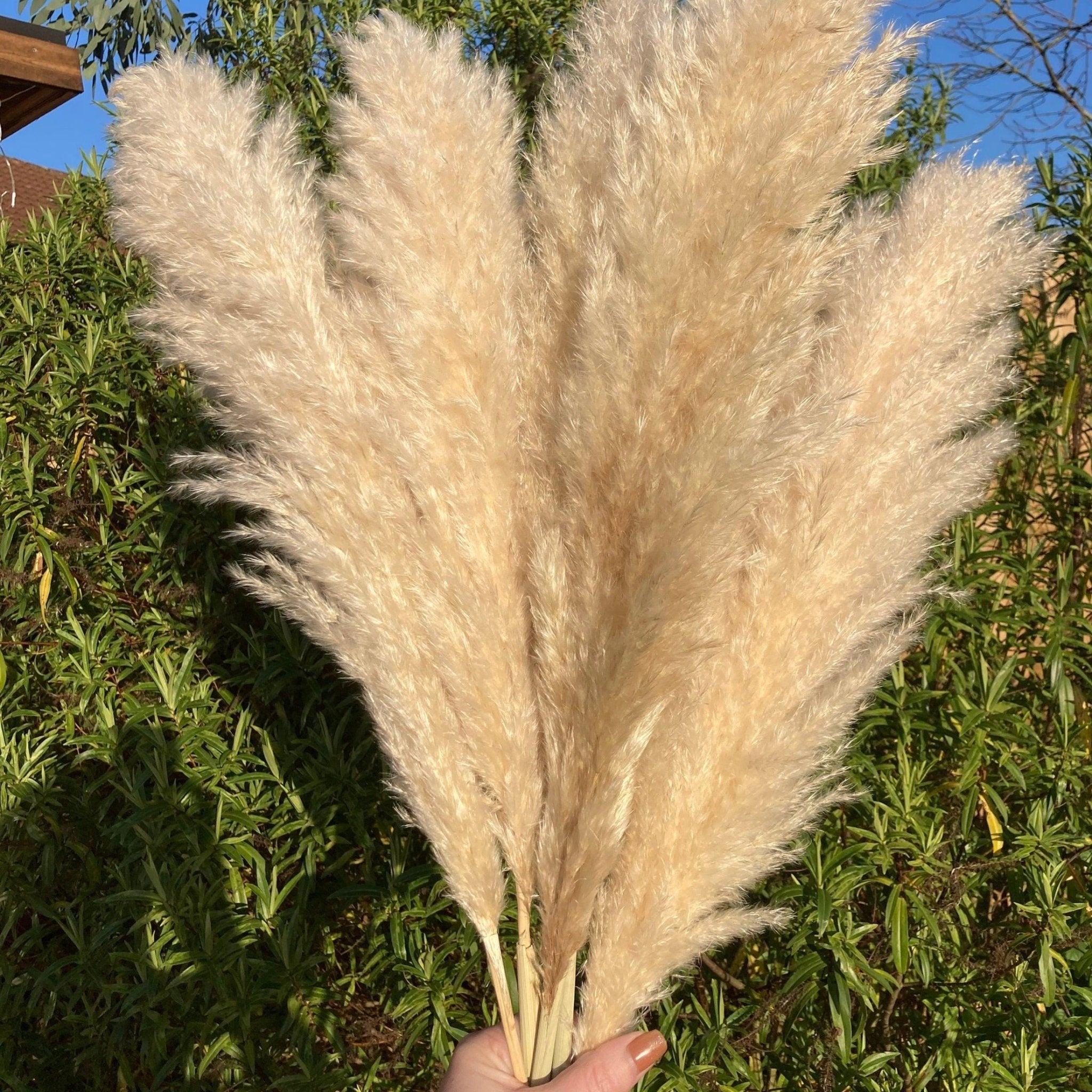 Norfolk Pampas - Dried Flower Bouquets