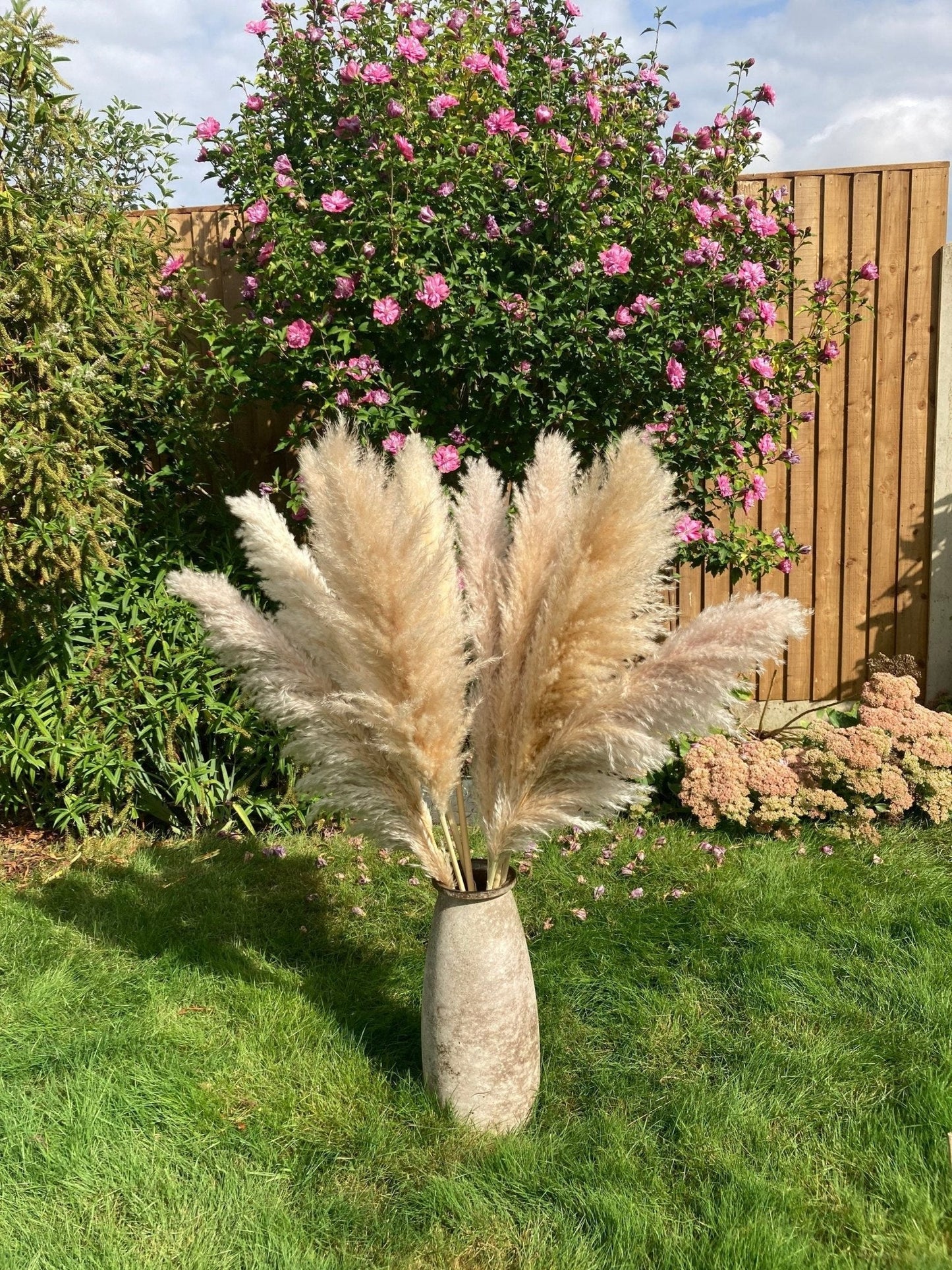 Beige XL Pampas Grass 115cm - Price Per Stem - Extra Fluffy! - Norfolk Pampas