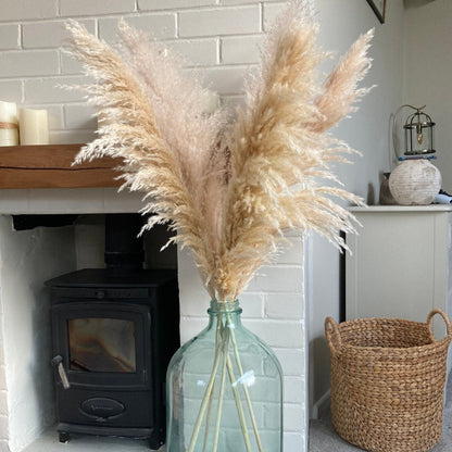 Beige XL Pampas Grass 115cm - Price Per Stem - Extra Fluffy! - Norfolk Pampas