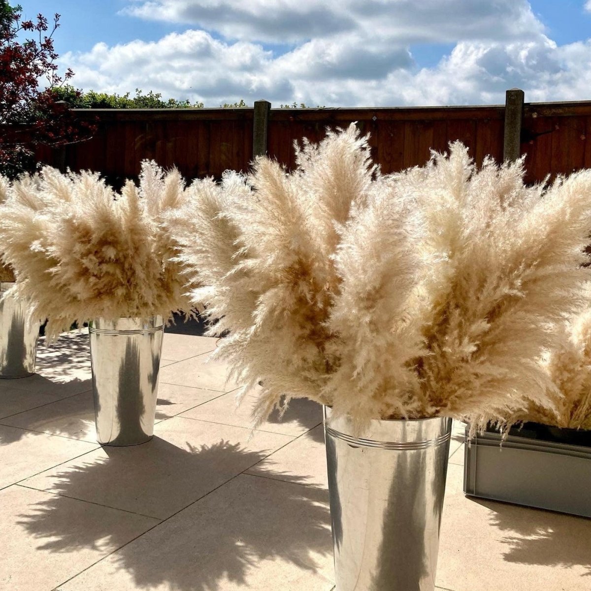 Beige XL Pampas Grass 115cm - Price Per Stem - Extra Fluffy! - Norfolk Pampas