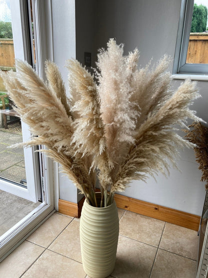 Beige XL Pampas Grass 115cm - Price Per Stem - Extra Fluffy! - Norfolk Pampas