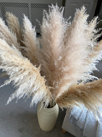 Beige XL Pampas Grass 115cm - Price Per Stem - Extra Fluffy! - Norfolk Pampas