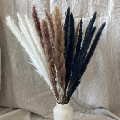 Mini-Pampas Grass Black - 45cm or 60cm - Norfolk Pampas