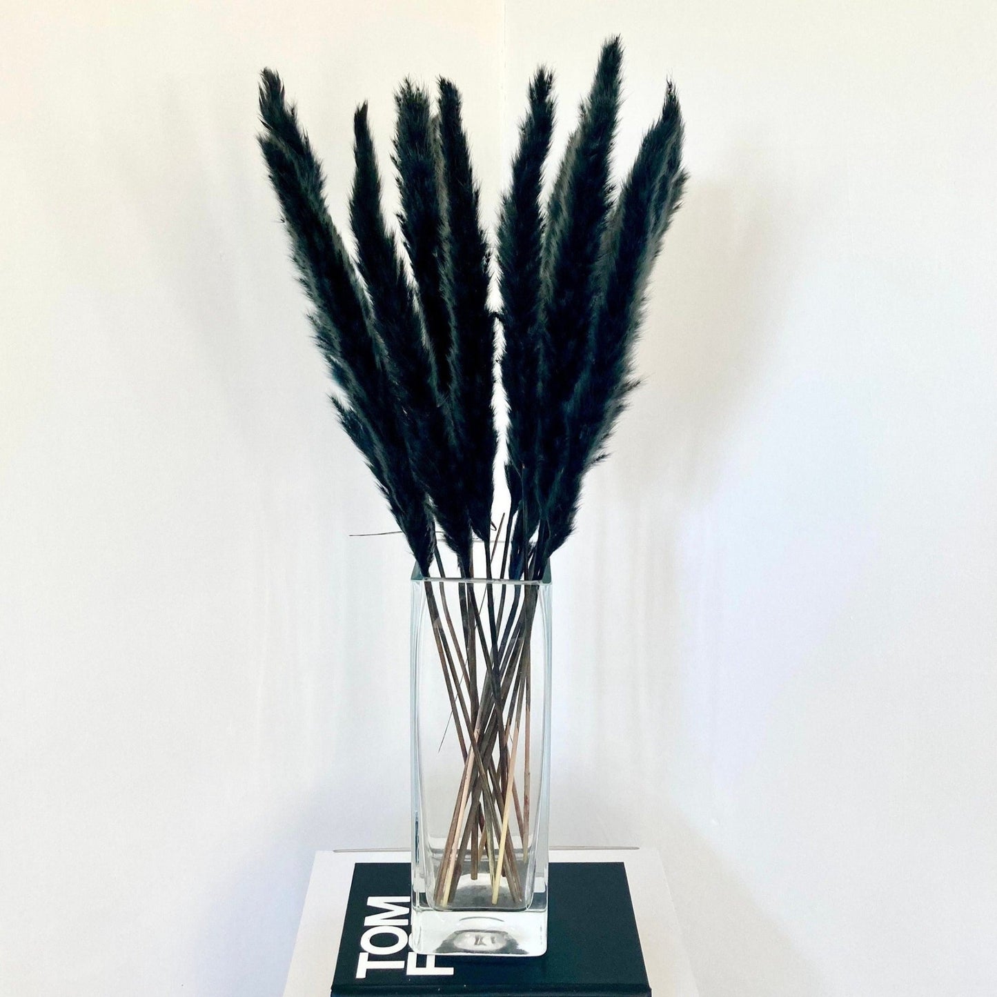 Mini-Pampas Grass Black - 45cm or 60cm - Norfolk Pampas