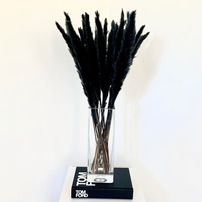 Mini-Pampas Grass Black - 45cm or 60cm - Norfolk Pampas