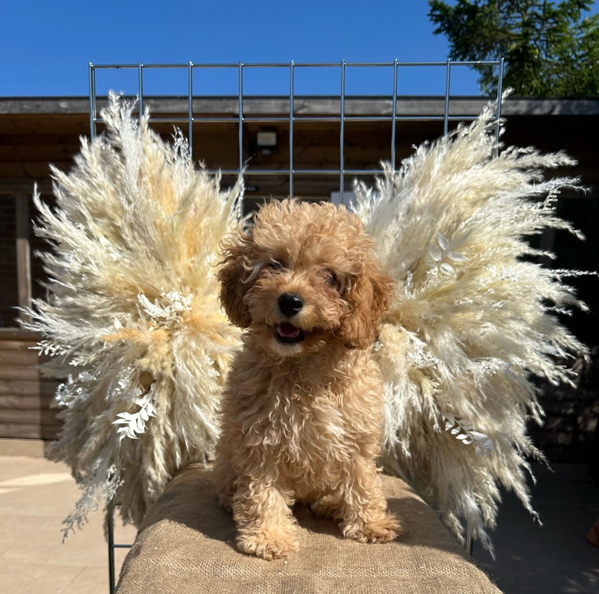 Pampas Wings 60cm - Pair - Norfolk Pampas