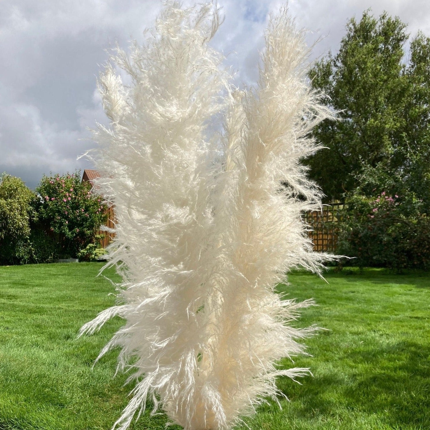 White XL Pampas Grass 115cm - Price Per Stem - Extra Fluffy